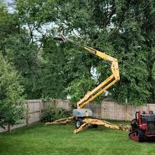 Trusted Driggs, ID Tree Care Services Experts